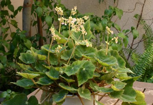 B. ‘Irish Green’